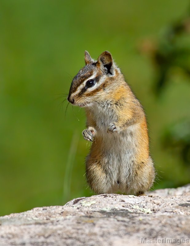 Colorado Chipmunk